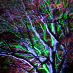 litTrees