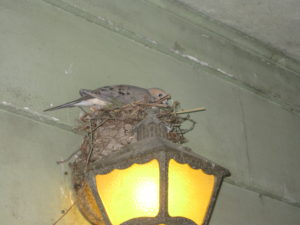 Good mother. Never left her nest.