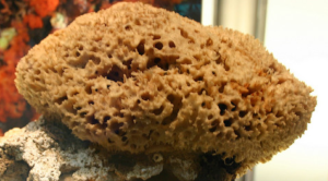 naturalsponge