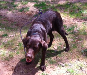 (Luna chewing a busy bone)