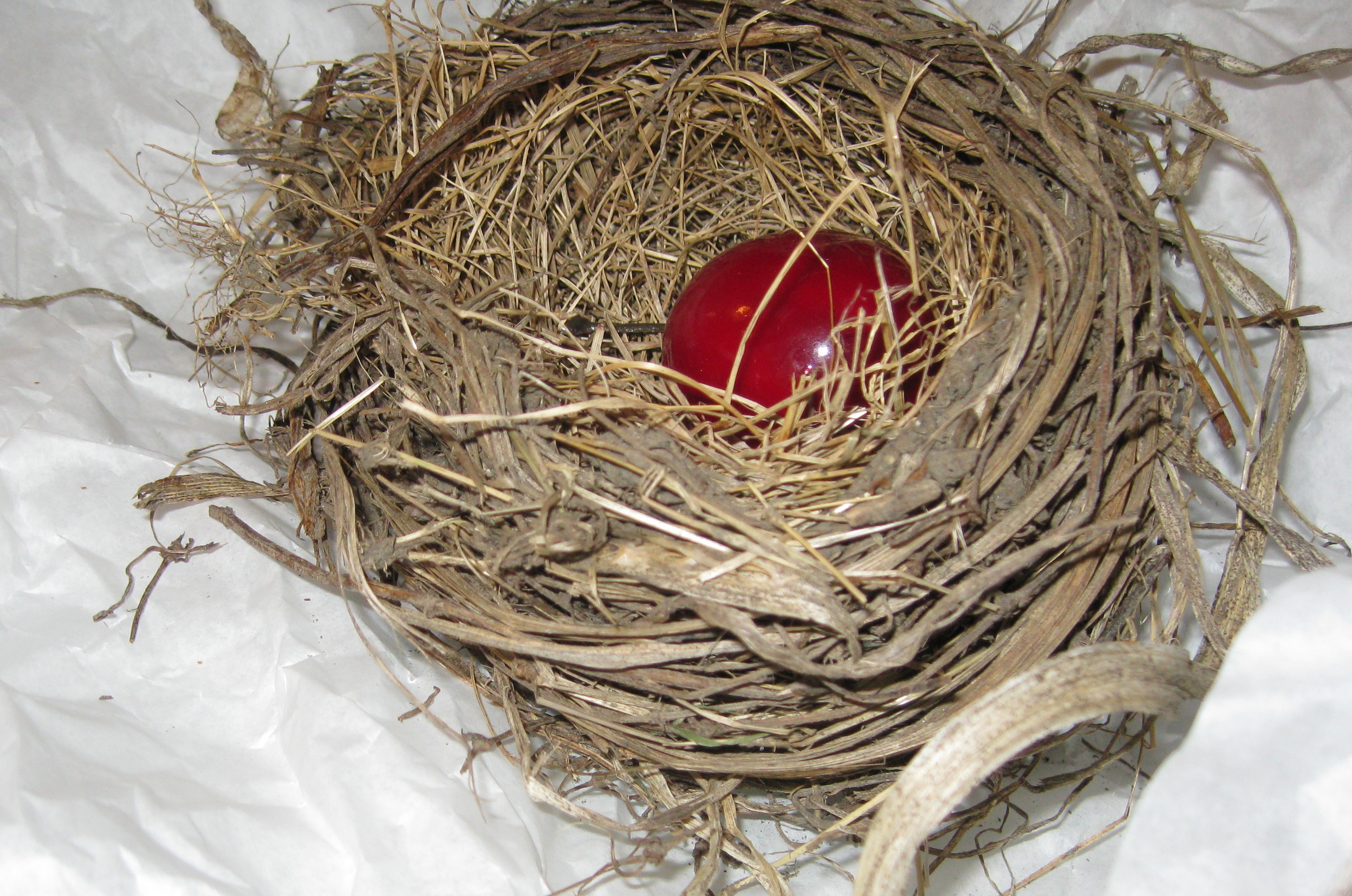 The Nest, part 1